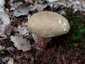 Farkastinóru (Caloboletus calopus), Zemplén